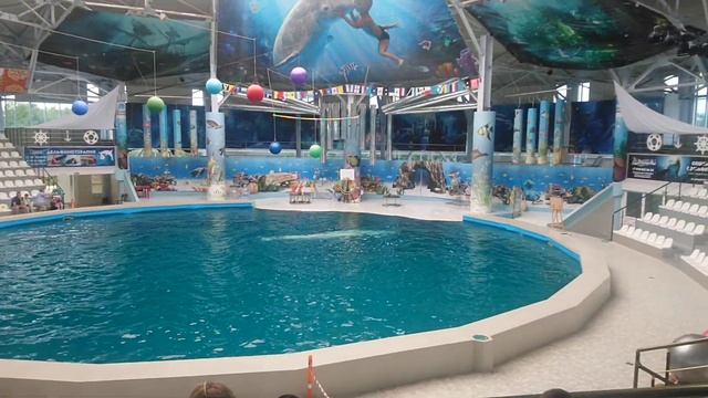 Дельфинарий Евпатории, часть 1 смотреть онлайн