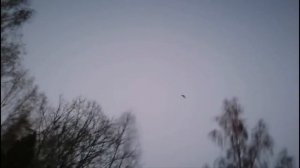 Вечерняя тяга вальдшнепа, после закрытия охоты.