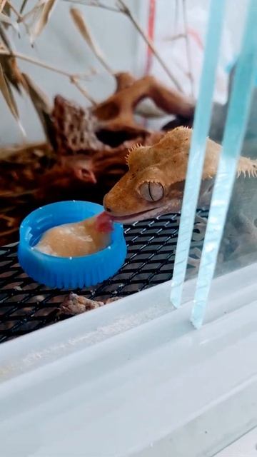 бананоед кушает смотреть онлайн