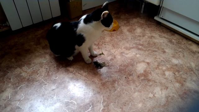 Мой котяра ест укроп. смотреть онлайн