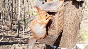Белка и кормушка