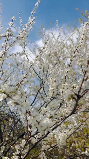 Ну не нашла песню про сливу🤭 #сливацветет смотреть онлайн