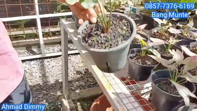 REVIEW TANAMAN HIAS DI LAPAK BANG MUNTE TERNYATA BIANGNYA TANHIS SULTAN ADA DI SINI смотреть онлайн