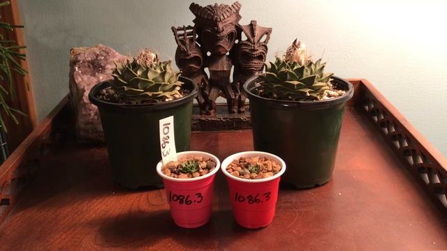 Obregonia denegrii ! смотреть онлайн