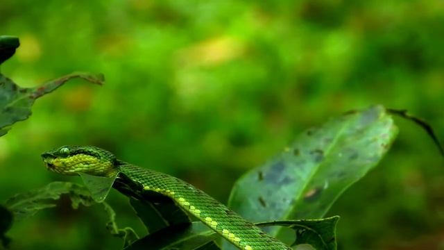 Bamboo_pit_viper смотреть онлайн