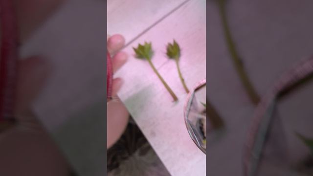 даже цветоносы глоксиний дают корешки 😊🌹