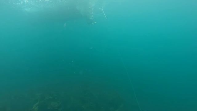 Diving Inistrahull Island, Malin Head 3/10/15 смотреть онлайн