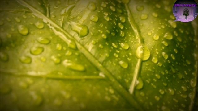 دراسه جديده تثبت ان النباتات لها عيون مثل البشر! смотреть онлайн