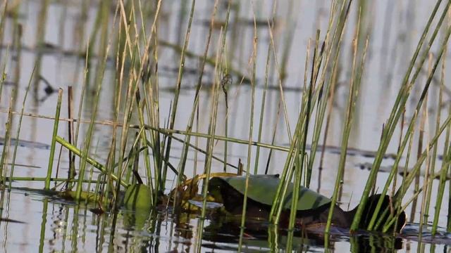 УТОЧКИ СТРОЮТ СЕМЕЙНОЕ ГНЕЗДО смотреть онлайн