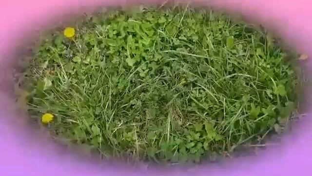 🎥45.26 апреля 2024 года.Прогулка.Природа.Весна