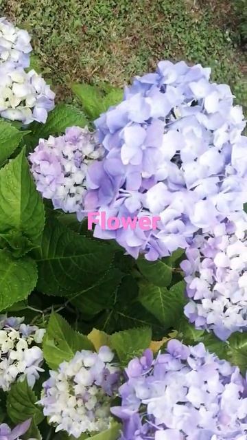 BLOOMING FLOWERS.. смотреть онлайн