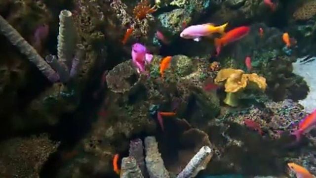 fish 453 смотреть онлайн