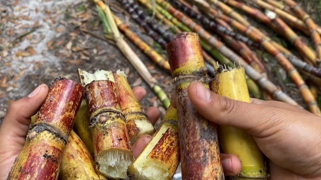 How to propagate Sugar Cane | Grow Your Own Sugar Cane
