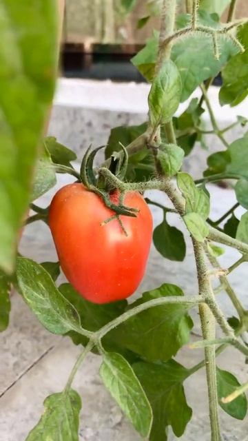 Tomatoes growing in containers смотреть онлайн