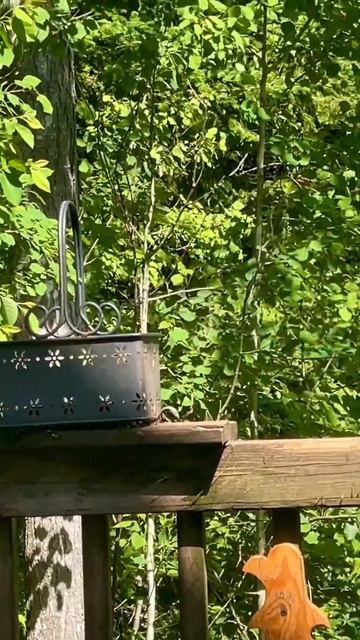 Bluejays are Bullies, Peanut Butter Club смотреть онлайн