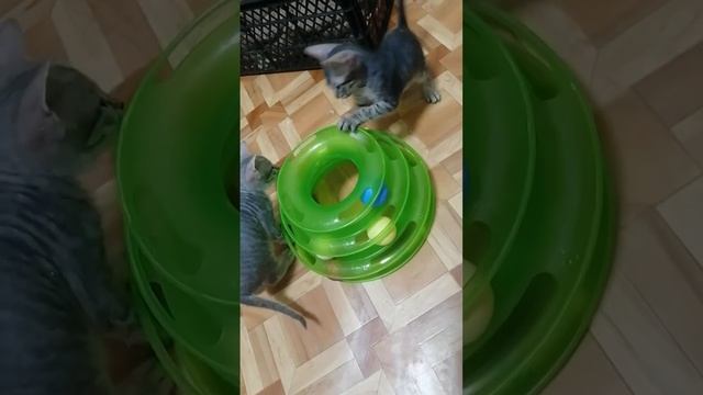 Малыши сфинксы играют! Донской сфинкс!!! смотреть онлайн