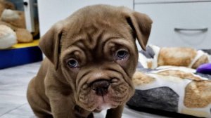 Американский булли по кличке Буч.