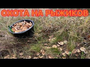 СБОР РЫЖИКОВ 2022! Грибы Крыма, игра в прятки