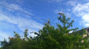 Отпугивателям птиц от черешни 5 лет. Звуки +муляжи  птиц из бутылок. Сезон 2024. Полет нормальный.