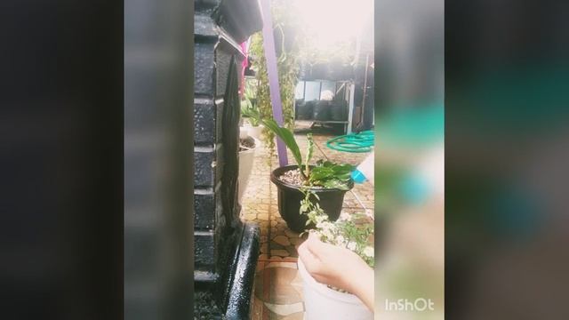 membasmi hama semut dengan cairan deterjen смотреть онлайн