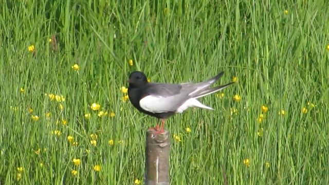 White-winged Black Tern, Biebrza, Poland смотреть онлайн