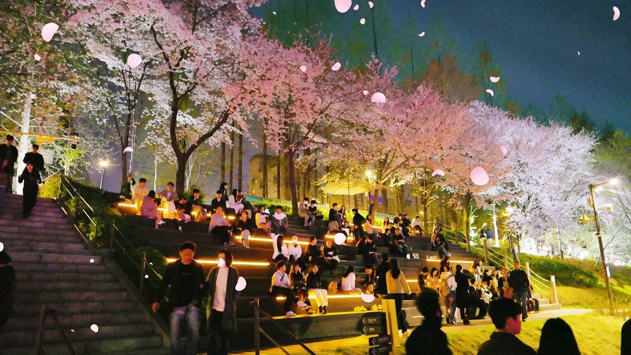 서울 3대 벚꽃축제, 양재천 벚꽃 등(燈) 축제 현재 진행중 4월 27일 까지, 전국 축제, 서울 여행, 서울 트래블 워커.