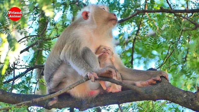 Amazing, Mama Monkey Malina come to grooming Mama Rozy on the tree смотреть онлайн