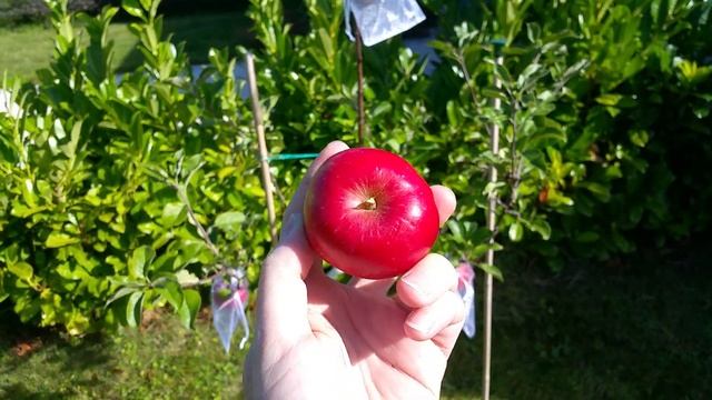 Ladina Apple review in Cork, Ireland смотреть онлайн