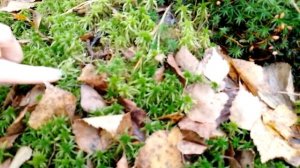 Мох сфагнум и кукушкин лëн