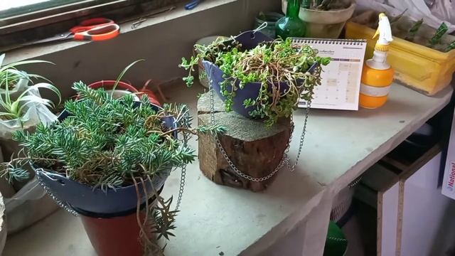Hanging basket SEDUM MAKINOI and SEDUM REFLEXUM plants