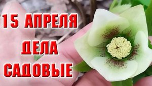 15 апреля. Делаю мульчу, пересаживаю цветы