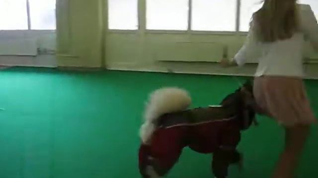 Флеш Арена, лайка