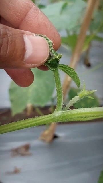CUCUMBER DIARY, PEST CONTROL #gardening #satisfying #pestcontrol