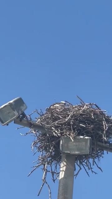 Osprey in nest #birds #animals #animalshorts смотреть онлайн