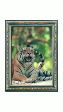 #Тигр#кошки#мурчаниекошек#      Отдохните под мурчание 🐅 тигра. Живая музыка идущая из души кошки 🐈