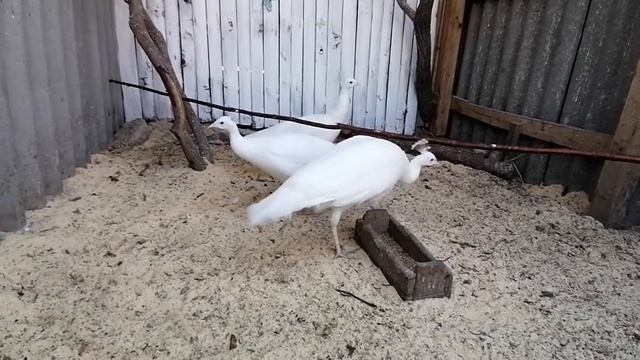 Павлин мавлин белый... смотреть онлайн