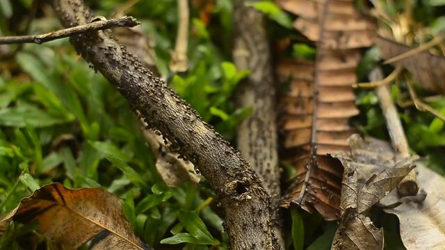 Sumatra Ant Army смотреть онлайн