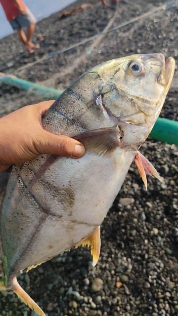 TREVALLY FISH #fyp #shorts смотреть онлайн