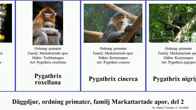 Däggdjur, ordning primater, familj Markattartade apor, del 2 trachypithecus presbytis pygathrix смотреть онлайн