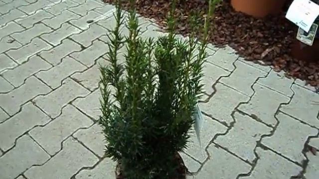 Taxus baccata Westerstede смотреть онлайн