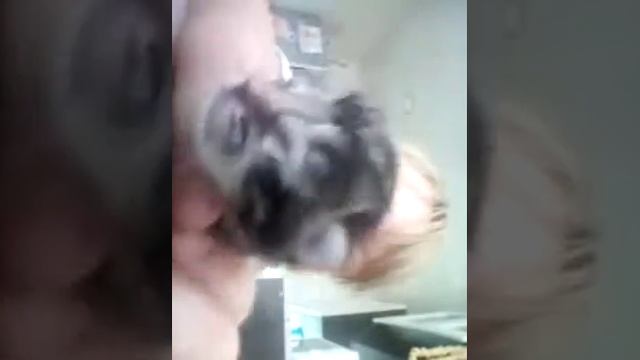 Мои котята родились вчера ойти боже мой смотреть онлайн