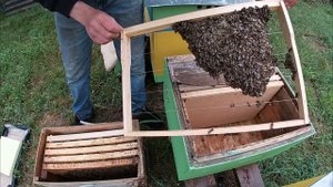 Первый рой пошел. Пересадка роя с ловушки в улей.Honey. beekeeping