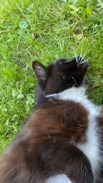 Приблудилась Киса. Elle a choisi notre maison pour vivre. ) смотреть онлайн