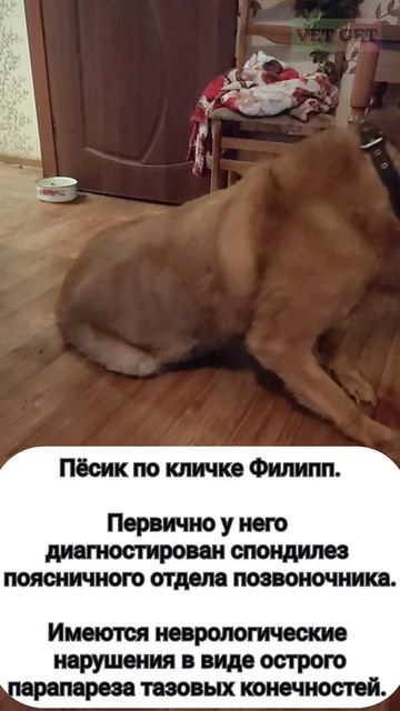 Пёсик Филипп снова может ходить. VetGet смотреть онлайн