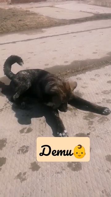 #акелла #ищудом #приют #собака #youtubeshorts #shortvideo #shorts #dog #animals #игры смотреть онлайн