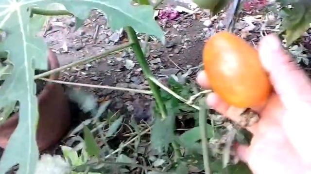 huerto orgánico tomates/organic vegetable garden tomatoes #jardinfeliz #huerto смотреть онлайн