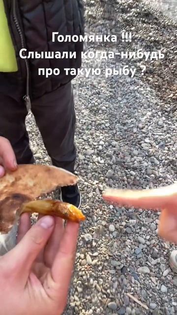 Эндемик Байкала Голомянка ! Живородящая рыба : без чешуи и плавательного пузыря смотреть онлайн