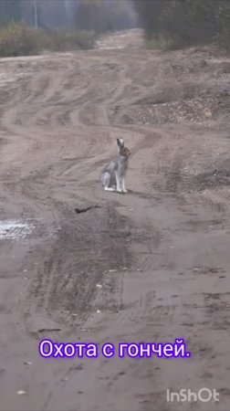 ОХОТА С ГОНЧЕЙ .
