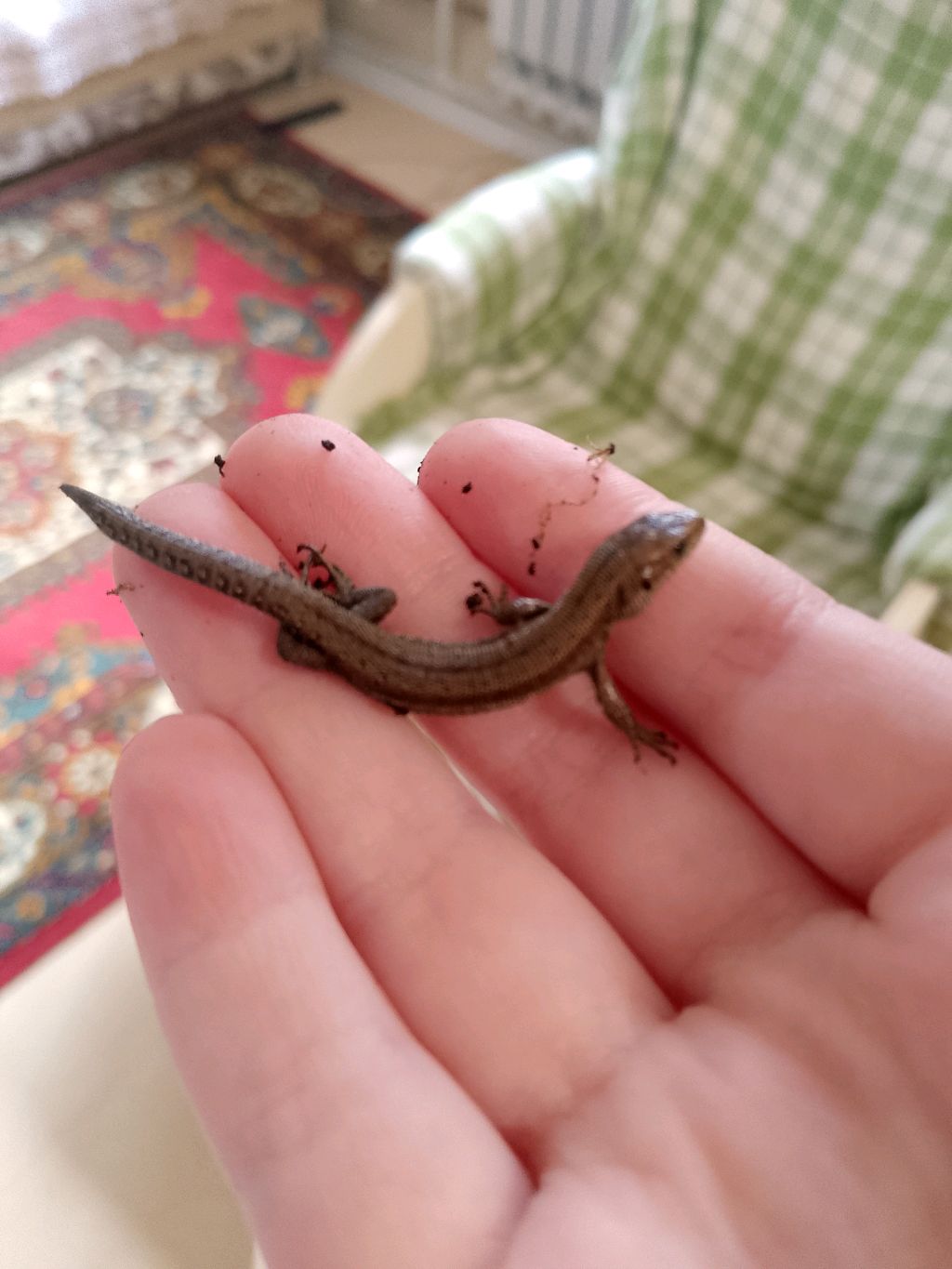ящерицы