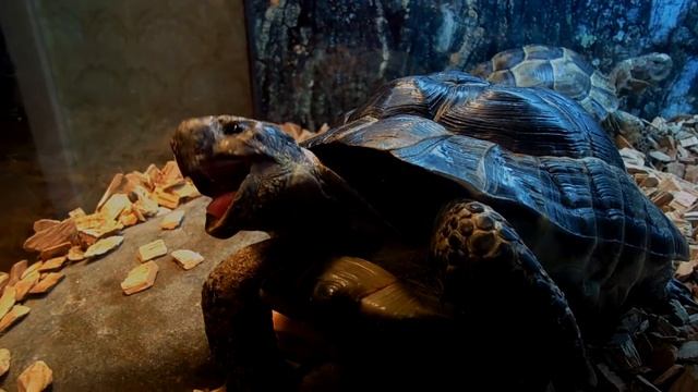 DSCN0595 смотреть онлайн